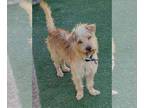 Cairn Terrier Mix DOG FOR ADOPTION RGADN-1381928 - Maui - Cairn Terrier / Mixed