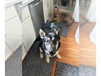 German Shepherd Dog DOG FOR ADOPTION RGADN-1382009 - Zeke - German Shepherd Dog