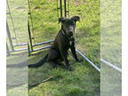 Labrador Retriever DOG FOR ADOPTION RGADN-1382013 - Carbon - Labrador Retriever