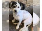 Poodle (Miniature) Mix DOG FOR ADOPTION RGADN-1382015 - Ranger in TX - Poodle