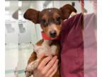 Dachshund Mix DOG FOR ADOPTION RGADN-1382018 - Ziggy in TX - Dachshund / Mixed