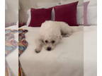 Poodle (Miniature) Mix DOG FOR ADOPTION RGADN-1382028 - Nino - Poodle