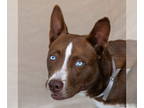 Border Collie Mix DOG FOR ADOPTION RGADN-1382030 - DOXEN - Border Collie / Mixed