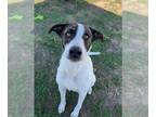 Pointer Mix DOG FOR ADOPTION RGADN-1382039 - PHINEAS - English Pointer / Mixed