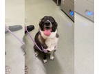 Border-Aussie DOG FOR ADOPTION RGADN-1382040 - FLAPJACK - Border Collie /