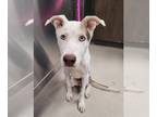 Mix DOG FOR ADOPTION RGADN-1382053 - KAZI - Husky (medium coat) Dog For