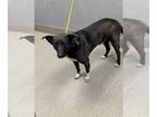 Border Collie Mix DOG FOR ADOPTION RGADN-1382056 - *CHEEKS - Border Collie /