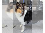 Collie DOG FOR ADOPTION RGADN-1382080 - Missy - Collie (medium coat) Dog For