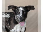Carolina Dog DOG FOR ADOPTION RGADN-1382083 - CARL - Carolina Dog (medium coat)
