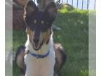 Collie DOG FOR ADOPTION RGADN-1382085 - Max - Collie (medium coat) Dog For