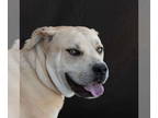 Labrador Retriever Mix DOG FOR ADOPTION RGADN-1382088 - SNOWBALL - Labrador