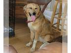 Gollie DOG FOR ADOPTION RGADN-1382092 - Goldie - Collie / Golden Retriever /