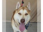 Alaskan Malamute-German Shepherd Dog Mix DOG FOR ADOPTION RGADN-1382103 - DALE
