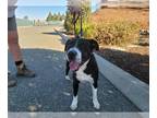 Border Collie Mix DOG FOR ADOPTION RGADN-1382116 - JUNIOR - Border Collie /