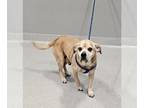 Beagle Mix DOG FOR ADOPTION RGADN-1382119 - BURTON - Beagle / Mixed (medium