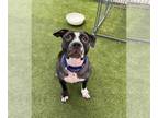 American Pit Bull Terrier DOG FOR ADOPTION RGADN-1382129 - JELLY - Pit Bull