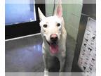 Carolina Dog DOG FOR ADOPTION RGADN-1382152 - TOBI TOEBEANS - Carolina Dog