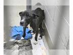 Pointer Mix DOG FOR ADOPTION RGADN-1382154 - MACARONI - Pointer / Mixed (medium