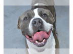 American Pit Bull Terrier-Argentinian Mastiff Mix DOG FOR ADOPTION RGADN-1382185