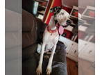 Great Dane DOG FOR ADOPTION RGADN-1382187 - Pearl - Great Dane Dog For Adoption