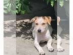 Jack Russell Terrier Mix DOG FOR ADOPTION RGADN-1382195 - Honey2 - Australian