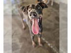 Doberman Pinscher DOG FOR ADOPTION RGADN-1382200 - Emily - Doberman Pinscher