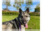 Irish Setter-Siberian Husky Mix DOG FOR ADOPTION RGADN-1382226 - BOONE -
