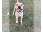 Labrador Retriever Mix DOG FOR ADOPTION RGADN-1382241 - Cane - Labrador