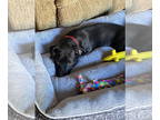 Dachshund Mix DOG FOR ADOPTION RGADN-1382267 - Toby SC - Dachshund / Mixed Dog