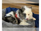 Pomeranian Mix DOG FOR ADOPTION RGADN-1382276 - Pogo - Sheep Dog / Pomeranian /