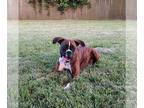 Boxer DOG FOR ADOPTION RGADN-1382310 - Roxie - Boxer Dog For Adoption