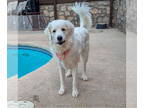 Maremma Sheepdog DOG FOR ADOPTION RGADN-1382313 - Neela - Maremma Sheepdog Dog