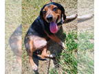 Beagle Mix DOG FOR ADOPTION RGADN-1382316 - Houdini Luke - Beagle / Mixed Dog