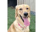 Hailey, Golden Retriever For Adoption In Escondido, California