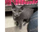 Petrie, Russian Blue For Adoption In Evansville, Indiana