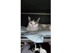 Snowshoe, Snowshoe For Adoption In Mishawaka, Indiana