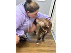 Haze, American Staffordshire Terrier For Adoption In Saugus, Massachusetts