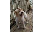 Dolly, Jack Russell Terrier For Adoption In Conyers, Georgia