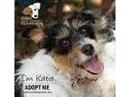 Katie, Jack Russell Terrier For Adoption In Conyers, Georgia