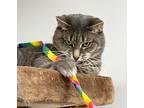 Monty, Domestic Longhair For Adoption In St. Johnsbury, Vermont