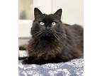 Feebie, Domestic Shorthair For Adoption In St. Johnsbury, Vermont