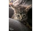 Pepper Jack, Domestic Shorthair For Adoption In Mead, Washington