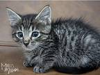 Roquefort, Domestic Shorthair For Adoption In Mead, Washington