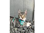 Jojo, Domestic Shorthair For Adoption In Mead, Washington