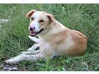 Heidi, Labrador Retriever For Adoption In Salem, New Hampshire