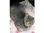 Angelique, Domestic Shorthair For Adoption In Scottsburg, Indiana