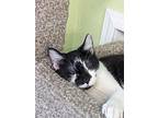 Ivy, Domestic Shorthair For Adoption In Scottsburg, Indiana