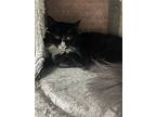 Anna Marie, Domestic Mediumhair For Adoption In Long Beach, Mississippi