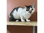 Asia, Calico For Adoption In Long Beach, Mississippi