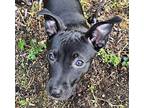Rosemary - Herb Litter - Available, Dachshund For Adoption In Seattle